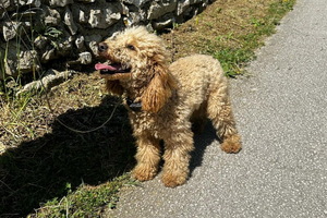 Izgubljeni pas čeka gazdu kod Turističke zajednice