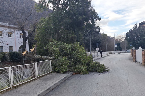 U Raši se srušilo drvo i zakrčilo dio ceste, komunalci ga uklonili  