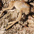Mrtvi Bambi u Brestovi: 'Vjerojatno su ga valovi izbacili'